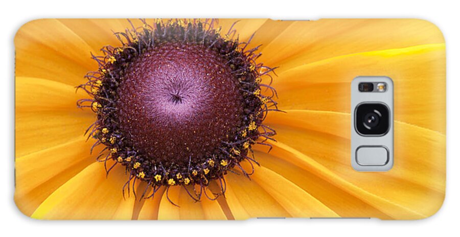 Black-eyed Susan Galaxy Case featuring the photograph Encouragement by Patty Colabuono
