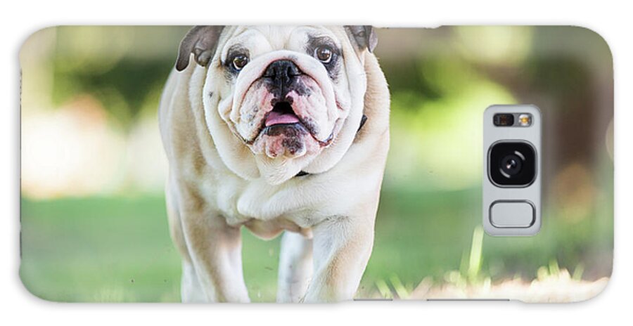 Pets Galaxy Case featuring the photograph English Bulldog Puppy Walking Outdoors by Purple Collar Pet Photography
