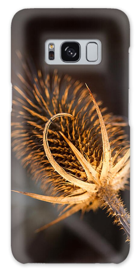 2014 Galaxy Case featuring the photograph Evening Thistle by Haren Images- Kriss Haren