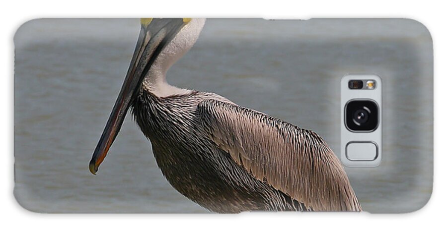 Brown Pelican Galaxy S8 Case featuring the photograph Everglades Brown Pelican by Kathleen Scanlan