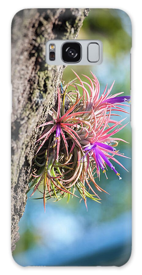 Exotic Growth Hung On Tree Trunk Galaxy Case by Edwin Remsberg
