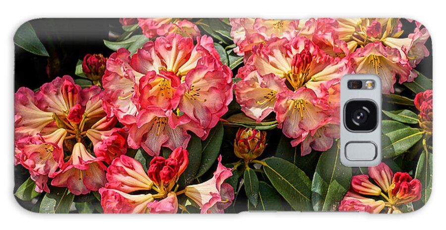 Close-up Galaxy Case featuring the photograph Exploding Rhodies by Ronda Broatch