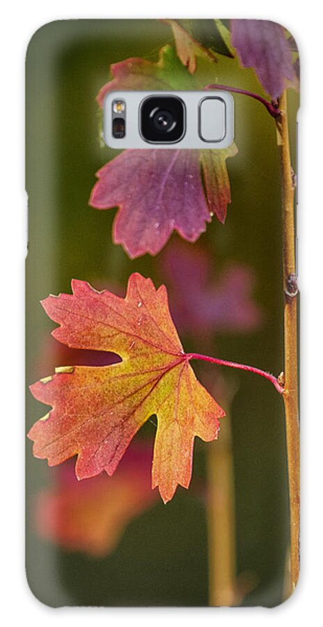 Fall Galaxy Case featuring the photograph Fall Branch by Janis Knight