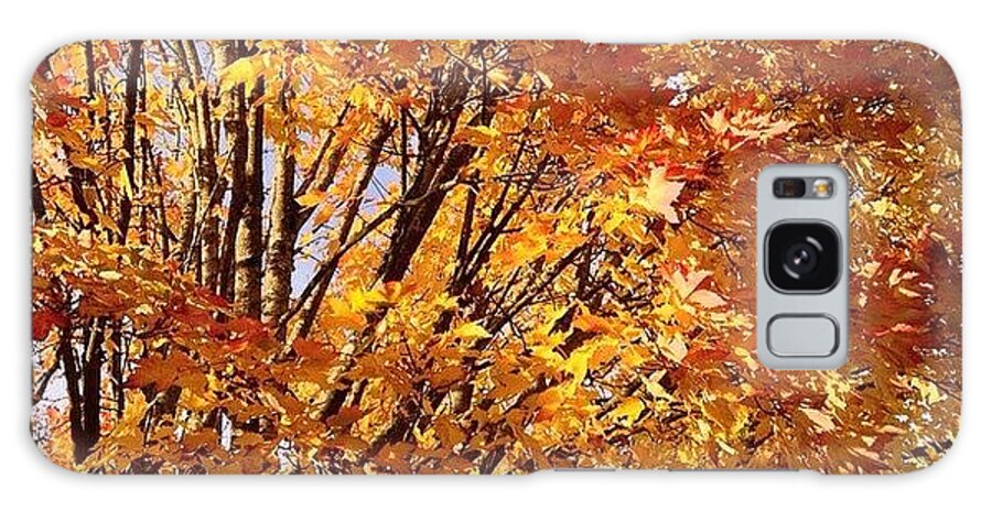 Fall Trees 2 Galaxy Case featuring the photograph Fall Trees II by Anna Porter