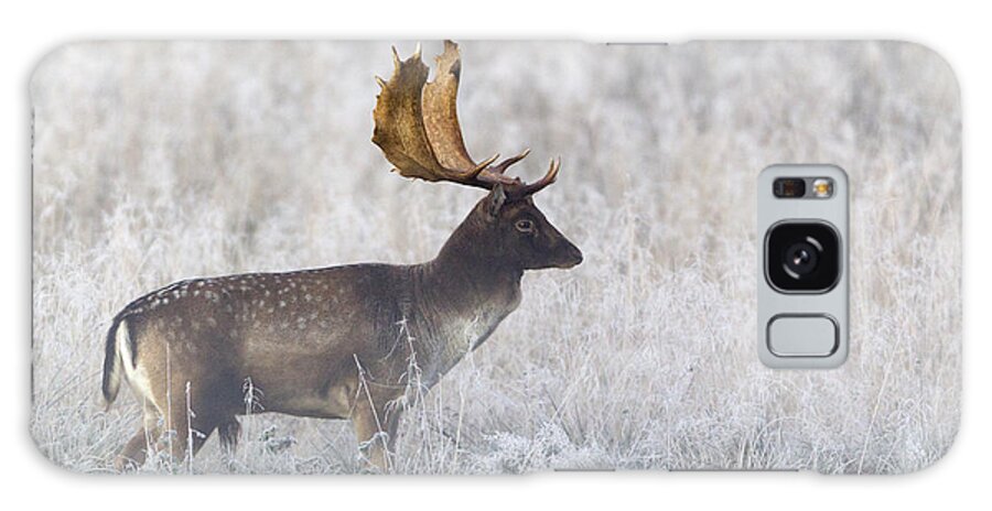 Feb0514 Galaxy Case featuring the photograph Fallow Deer Buck During The Rut by Duncan Usher