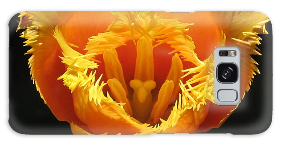 Flower Galaxy Case featuring the photograph Fancy Frills Tulip by Alfred Ng