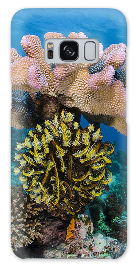 Pete Oxford Galaxy Case featuring the photograph Feather Star Rainbow Reef Fiji by Pete Oxford