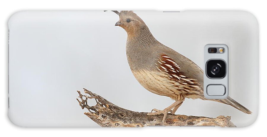 Quail Galaxy S8 Case featuring the photograph Female Gambel's quail by Bryan Keil