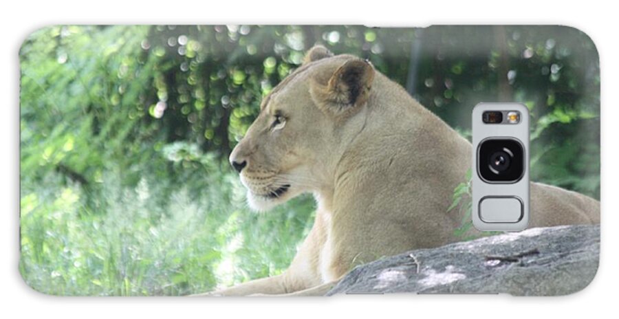 Female Lion On Guard Galaxy S8 Case featuring the photograph Female Lion on Guard by John Telfer