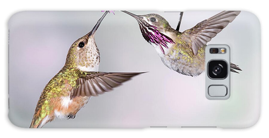 Male Animal Galaxy Case featuring the photograph Female Rufous Hummingbird And Male by Tom Walker