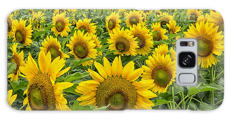 Sunflowers Galaxy Case featuring the photograph Field Of Smiles by Joe Ownbey