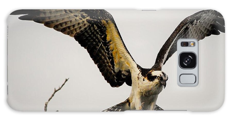 Osprey Galaxy Case featuring the photograph Fight or Flight by Quinn Sedam