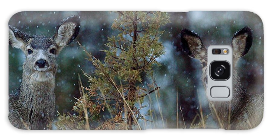 Snow Galaxy Case featuring the photograph First Snow by Donald J Gray