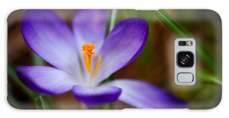 Beauty In Nature Galaxy Case featuring the photograph First Spring Crocus by Venetta Archer