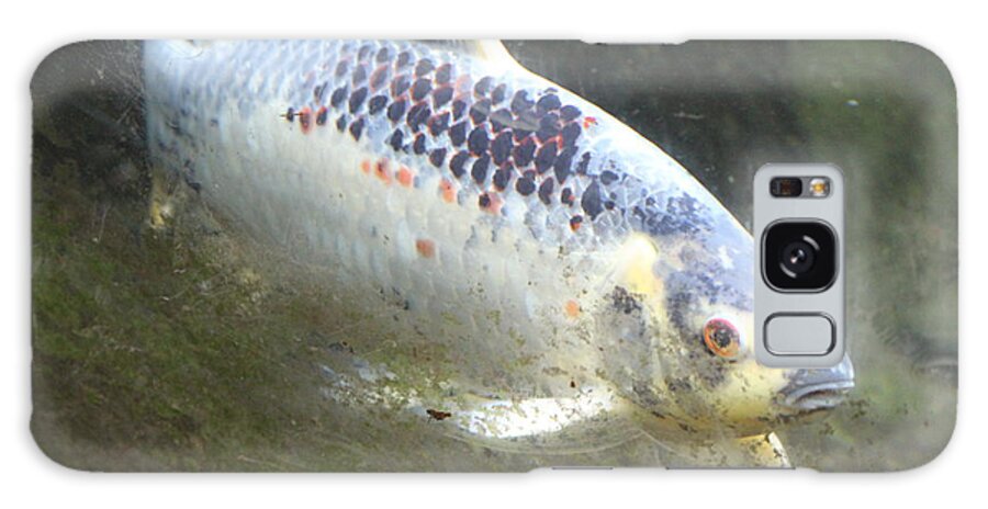 Fish Galaxy Case featuring the photograph Fish by Denise Cicchella