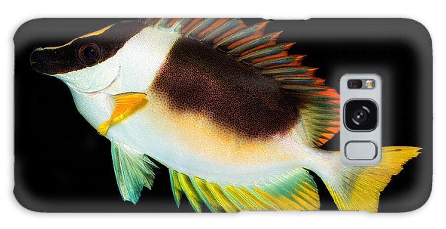 Fish Galaxy S8 Case featuring the photograph Fish in the Aquarium by Yasar Ugurlu