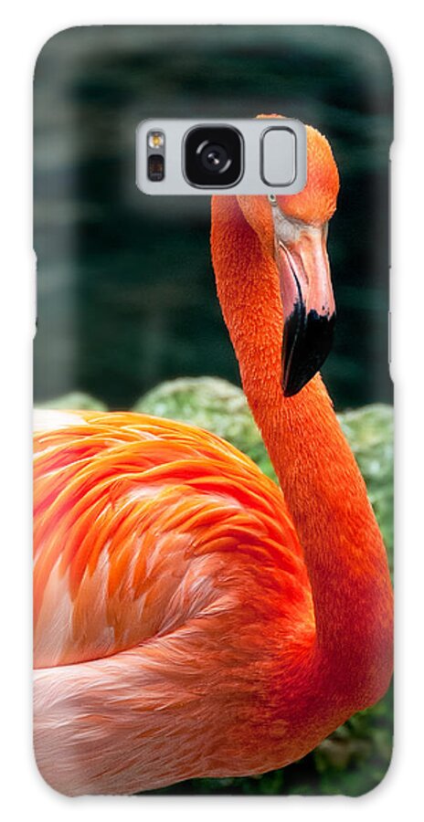 Flamingo Galaxy Case featuring the photograph Flamingo Posing by Joe Ownbey