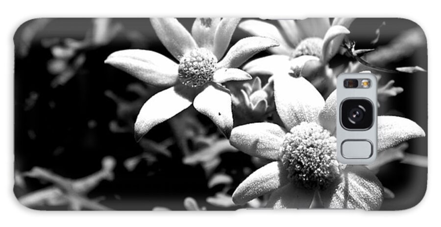 Flannel Flower Galaxy Case featuring the photograph Flannel flower by Miroslava Jurcik