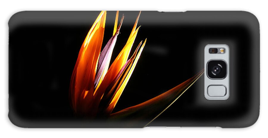 Photography Galaxy Case featuring the photograph Flor Encendida Detalle by Francisco Pulido