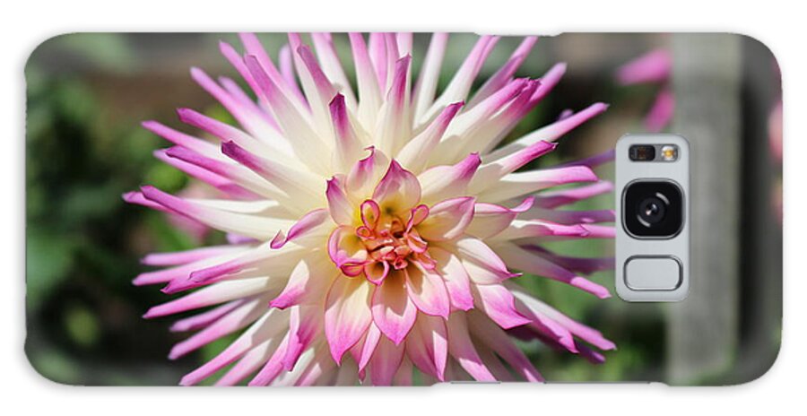 Flower Galaxy Case featuring the photograph Floral Beauty 3 by Christy Pooschke
