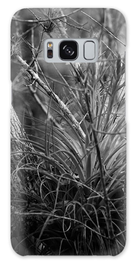 Everglades Galaxy Case featuring the photograph Florida Everglades by Joseph G Holland