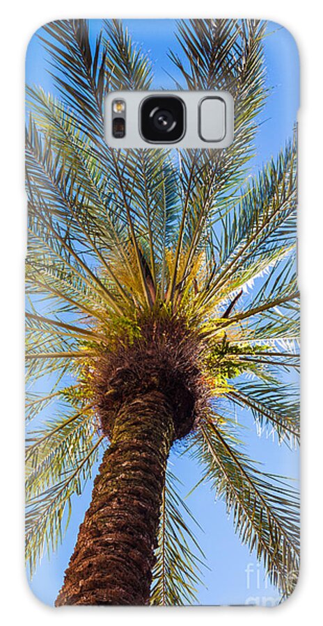 Growth Galaxy Case featuring the photograph Florida Palm Tree by Diane Macdonald