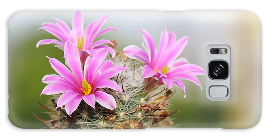 Purple Galaxy Case featuring the photograph Flowering Cactus by Nekan