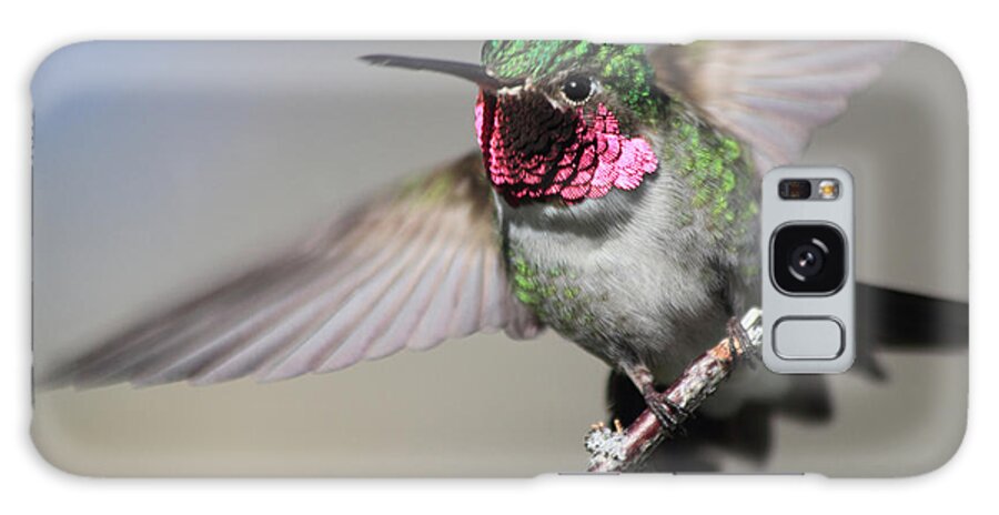 Ruby Throated Hummingbird Galaxy Case featuring the photograph Fluttering #1 by Shane Bechler