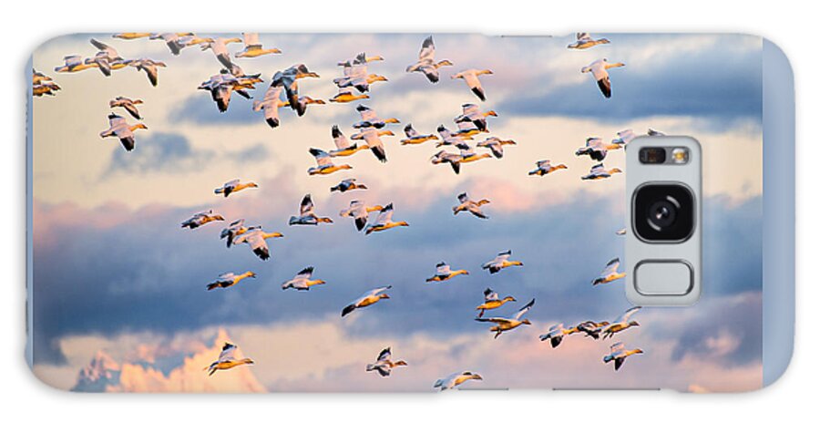 Skagit Valley Galaxy Case featuring the photograph Snow Geese Flying at Sunset by Yoshiki Nakamura