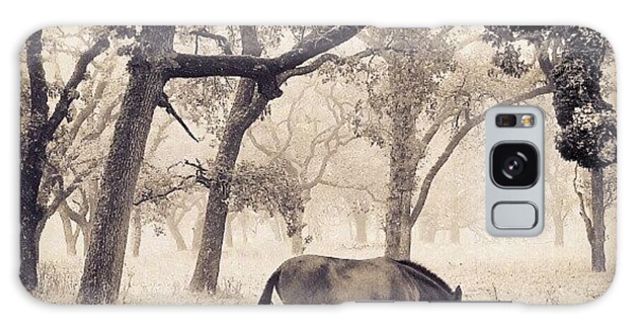 Horse Galaxy Case featuring the photograph Foggy Field by CML Brown