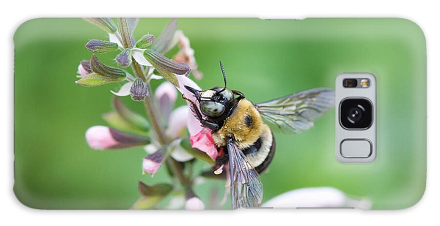 Xylocopa Virginica Galaxy Case featuring the photograph Foraging for Nectar by Diane Macdonald