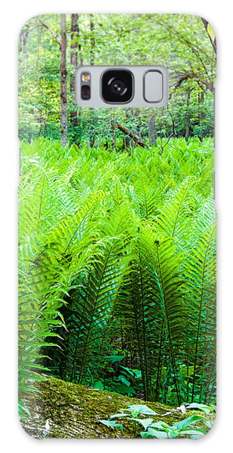Michigan Galaxy Case featuring the photograph Forest Ferns  by Lars Lentz