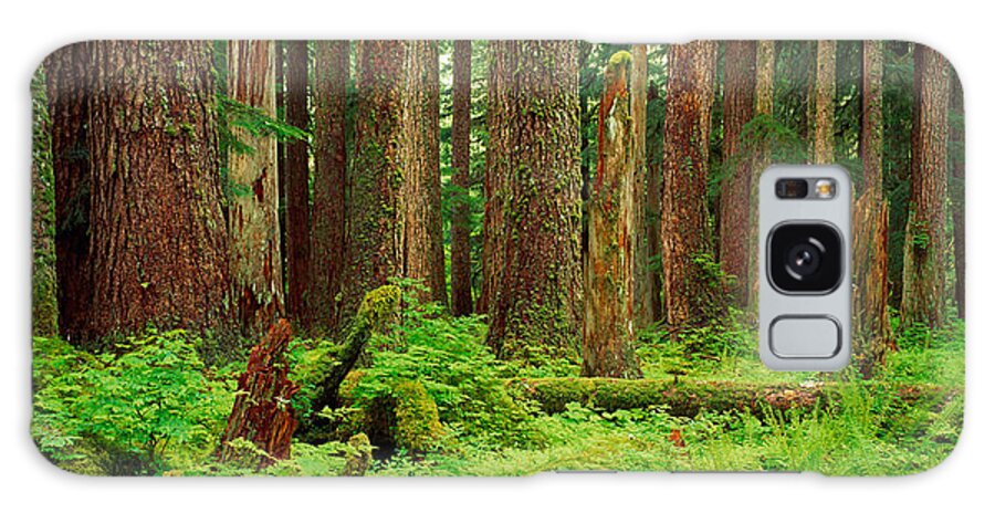Photography Galaxy Case featuring the photograph Forest Floor Olympic National Park Wa by Panoramic Images