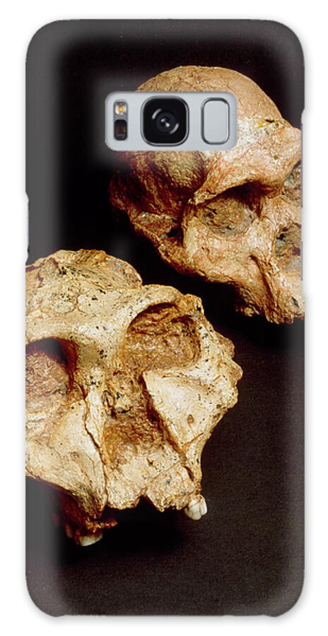 Australopithecine Galaxy Case featuring the photograph Fossils Of The Australopithecine Group by John Reader/science Photo Library