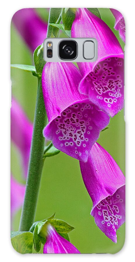 Foxglove Galaxy Case featuring the photograph Foxglove Digitalis purpurea by Tony Murtagh