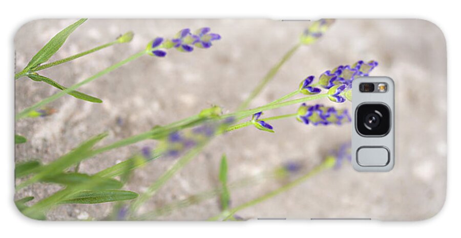 Organic Galaxy S8 Case featuring the photograph Fresh garden lavender by Sophie McAulay