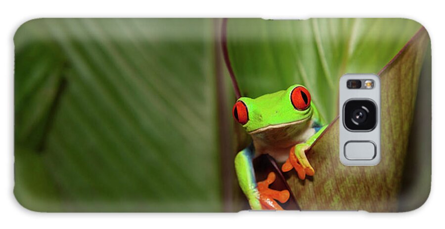 Hiding Galaxy Case featuring the photograph Frog On A Plant In Its Natural by Kerkla