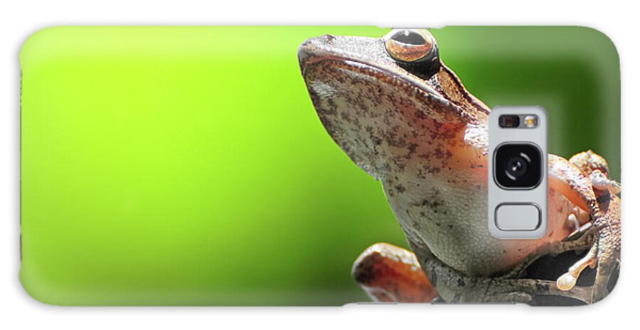 Tropical Rainforest Galaxy Case featuring the photograph Frog Resting On A Branch by Primeimages