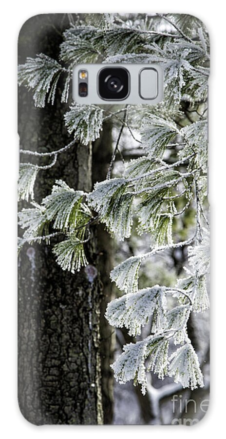 Snow Galaxy Case featuring the photograph Frosted Conifer by Timothy Hacker