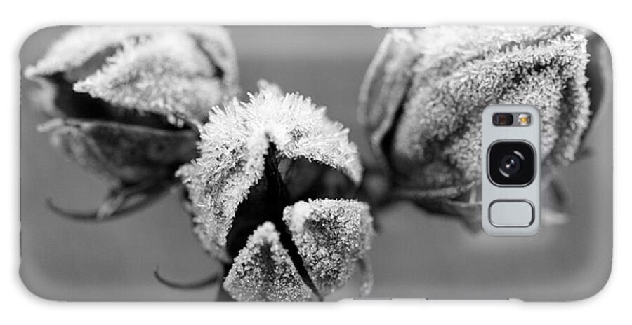 Frosty Morning Galaxy Case featuring the photograph Frosty Morning by Steven Macanka