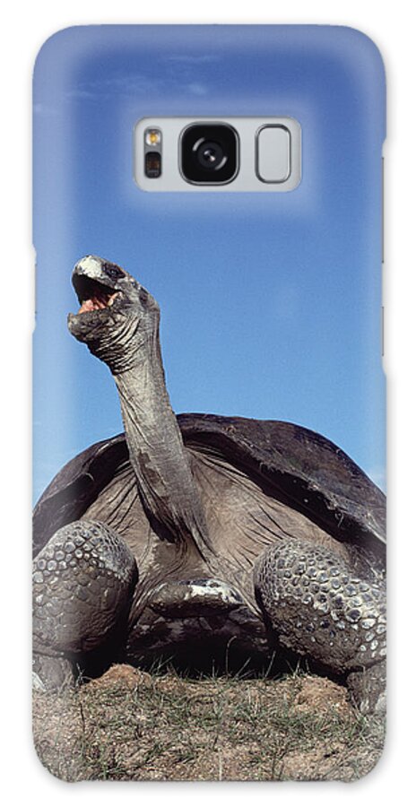 Feb0514 Galaxy Case featuring the photograph Galapagos Giant Tortoise Yawning Alcedo by Tui De Roy