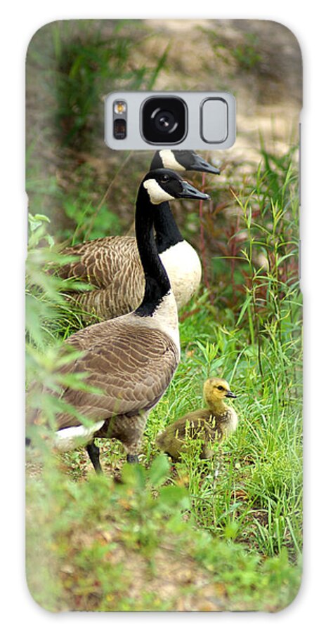 Digital Photography Galaxy S8 Case featuring the photograph Geese and Gosling by Kim Pate
