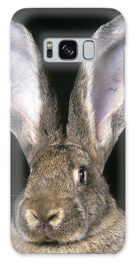 Giant Flemish Rabbit Galaxy Case featuring the photograph Giant Flemish Rabbit by Jean-Michel Labat
