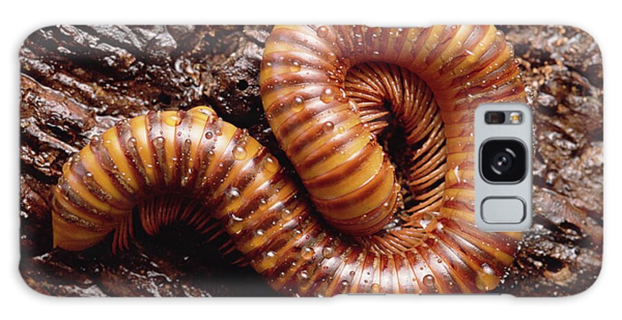 Feb0514 Galaxy Case featuring the photograph Giant Millipede West Africa by Gerry Ellis