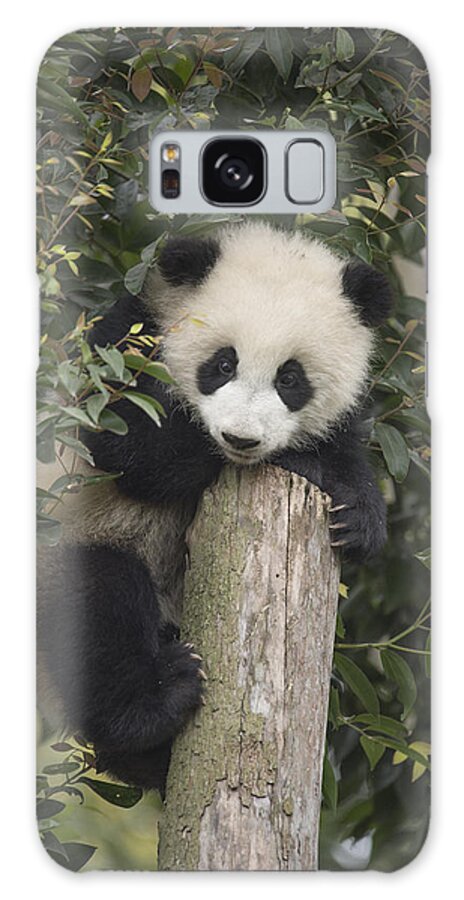 Katherine Feng Galaxy Case featuring the photograph Giant Panda Cub Chengdu Sichuan China by Katherine Feng