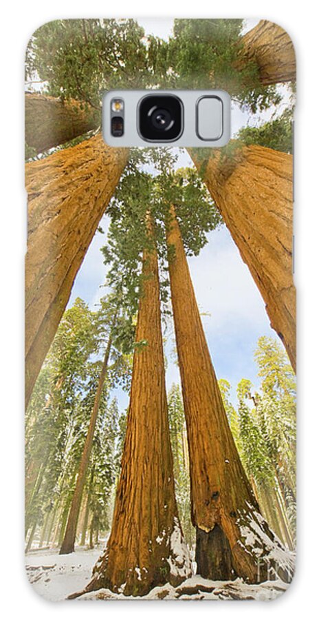00431219 Galaxy Case featuring the photograph Giant Sequoias and First Snow by Yva Momatiuk John Eastcott