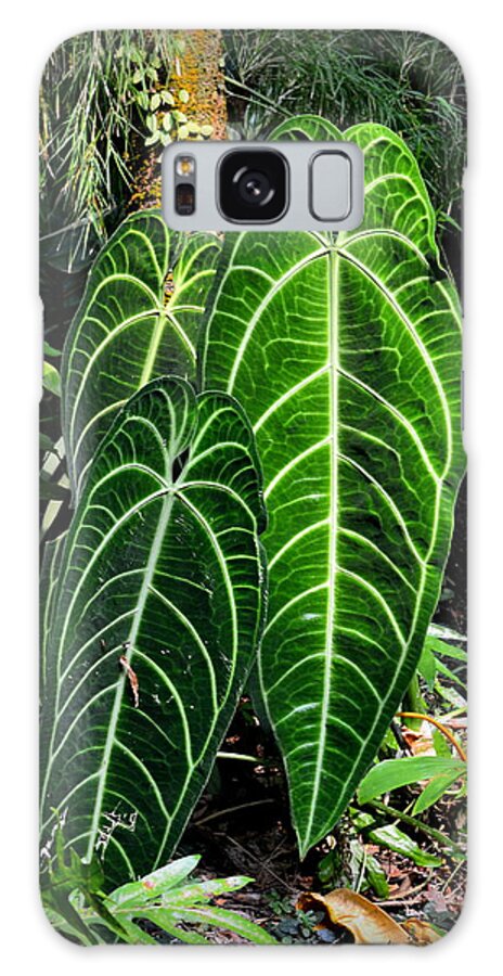 Plant Galaxy S8 Case featuring the photograph Giants in a Tropical Forest by Lori Seaman