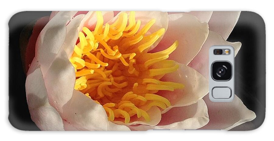 Water Lily Galaxy Case featuring the photograph Glorious Lily by Kate Gibson Oswald