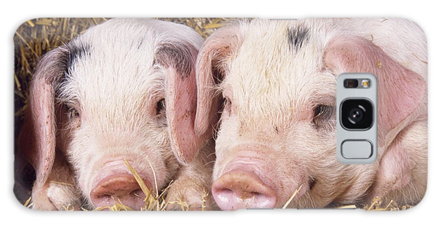 Gloucester Old Spot Galaxy Case featuring the photograph Gloucester Old Spot Piglets by John Daniels