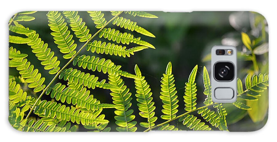 Fern Galaxy Case featuring the photograph Glowing Fern by Beth Venner